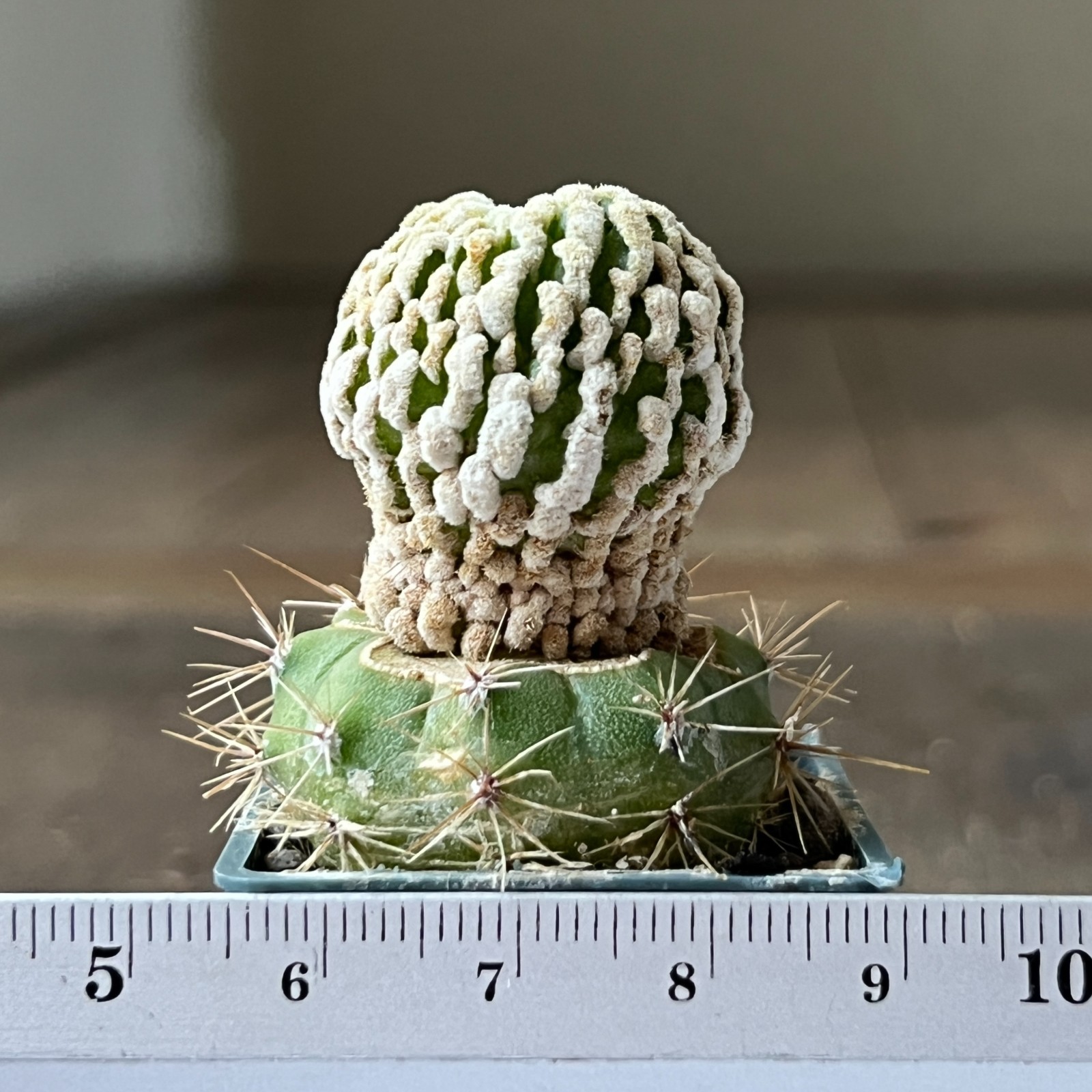 A50-579 Mammillaria pectinata cv. short spines, grafted
