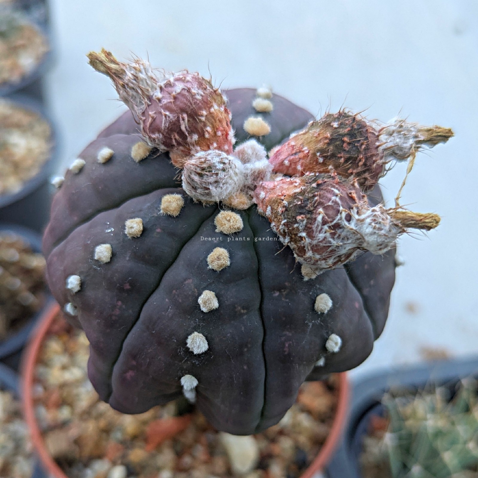 Astrophytum asterias Purple skin 25Seeds