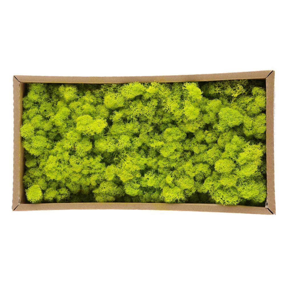 New Preserved Decorative Moss Natural New Preserved Moss For Home Decoration US