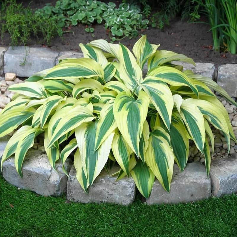 170+ Mix Hosta Seeds for Planting – Perennial Shade Garden Plant Seeds