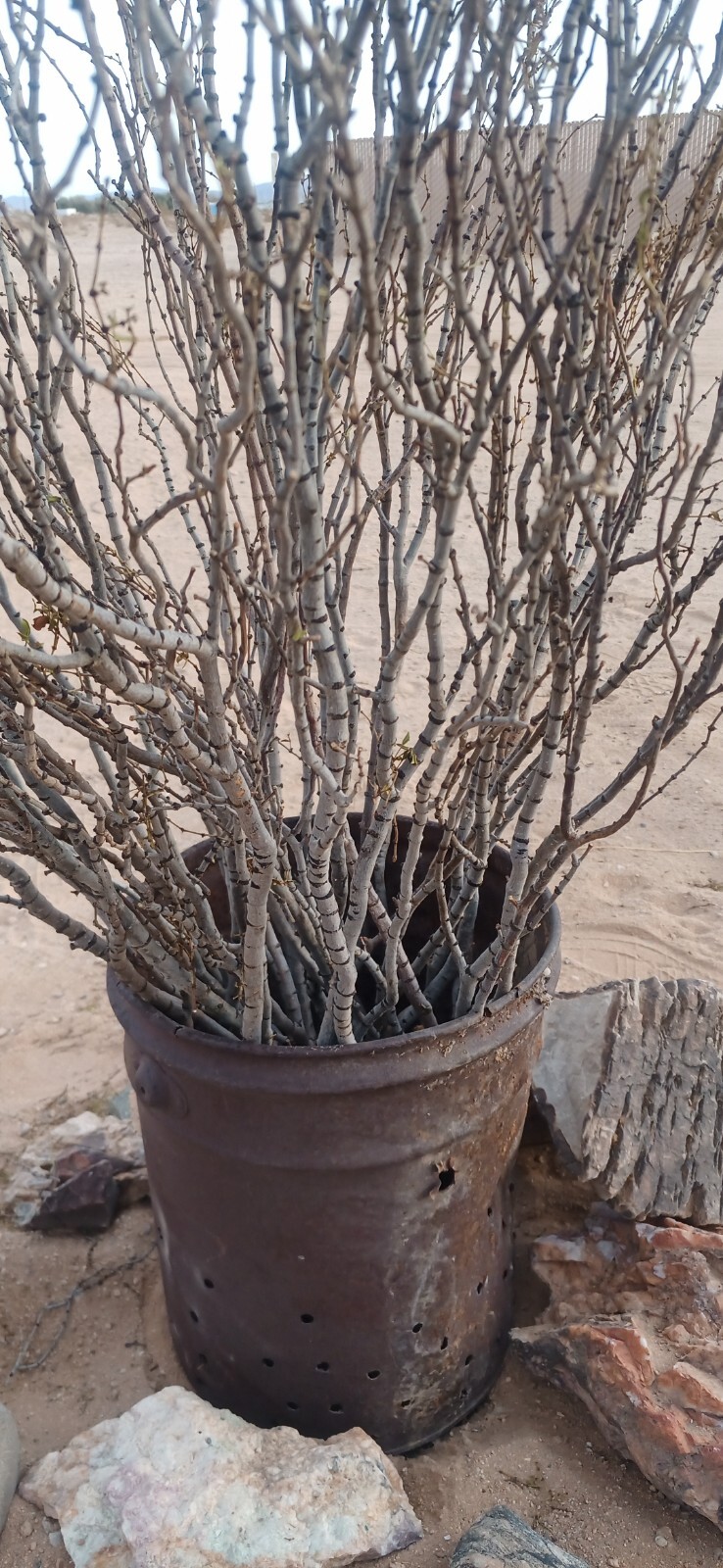 florist tigerwood branchs, flowers, Flores, bouquets are inhanced With tigerwood