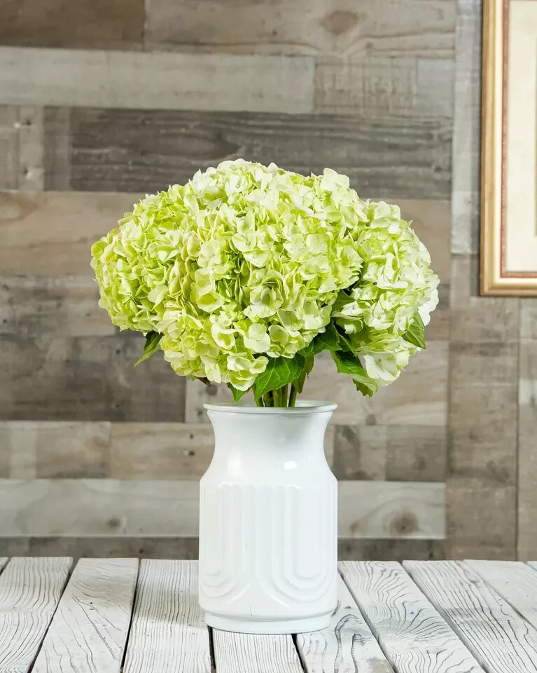 Fresh Real Cut Hydrangea Lime Green 35 Stems – Make your own bouquet – gift