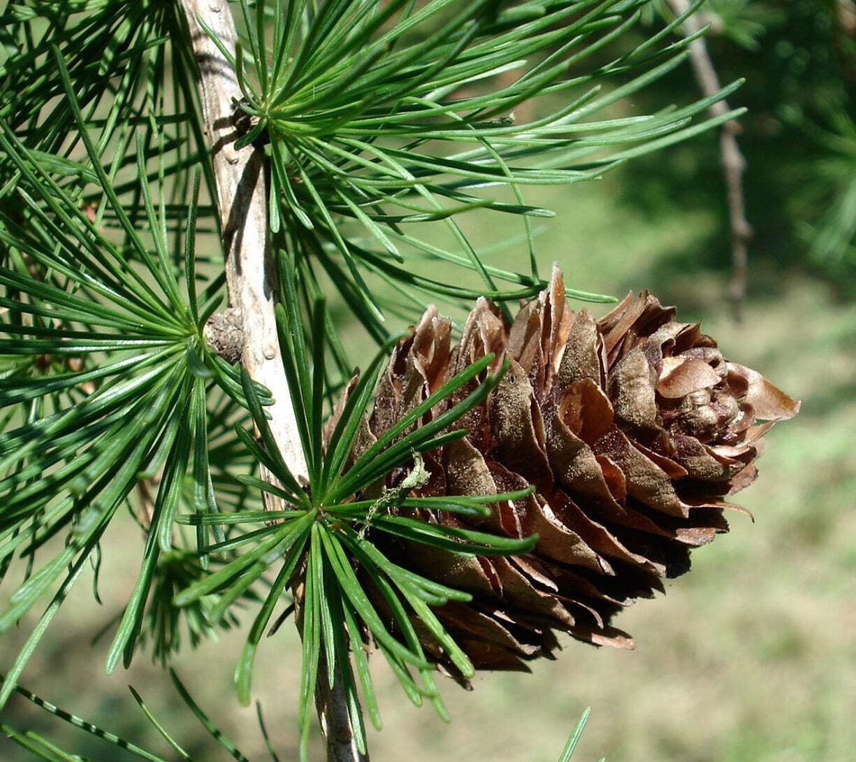 Larix kaempferi 10-20cm | Japanese larch | Karamatsu – Japanese larch | Karamats