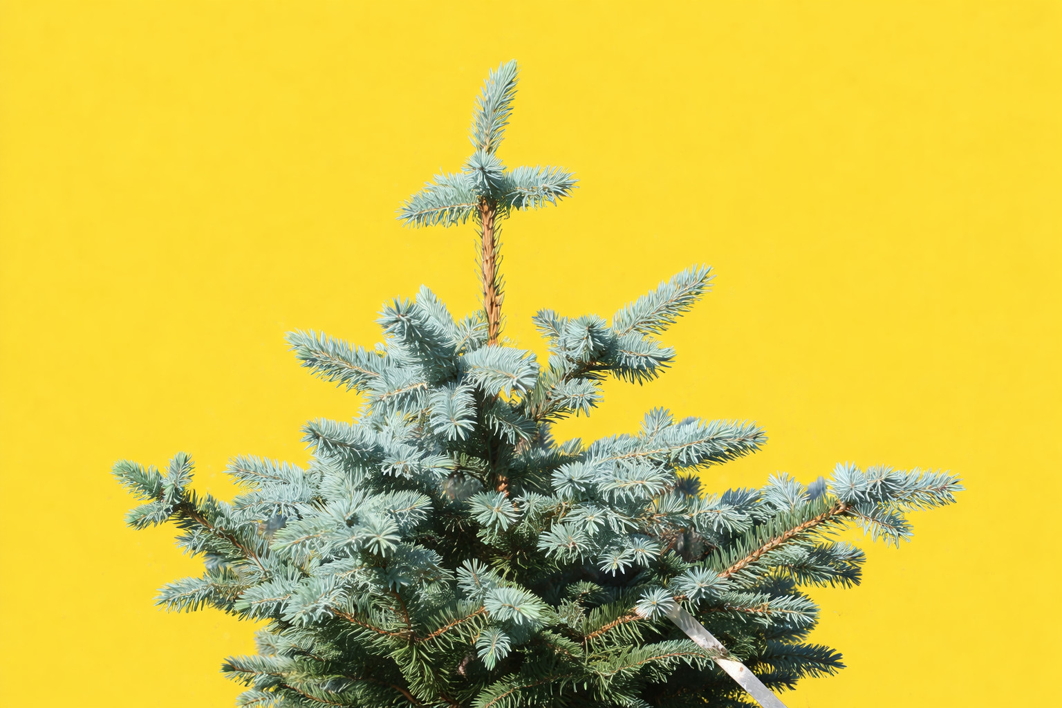 Pinus cembra form GLAUCA 10-20cm | Swiss stone pine | Blue Swiss pine – Swiss st