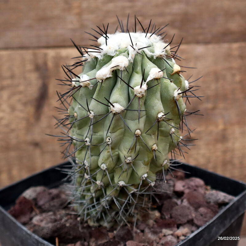 D3210 COPIAPOA CUCICENTRA pot14-H16-W13 cm MaMa Cactus