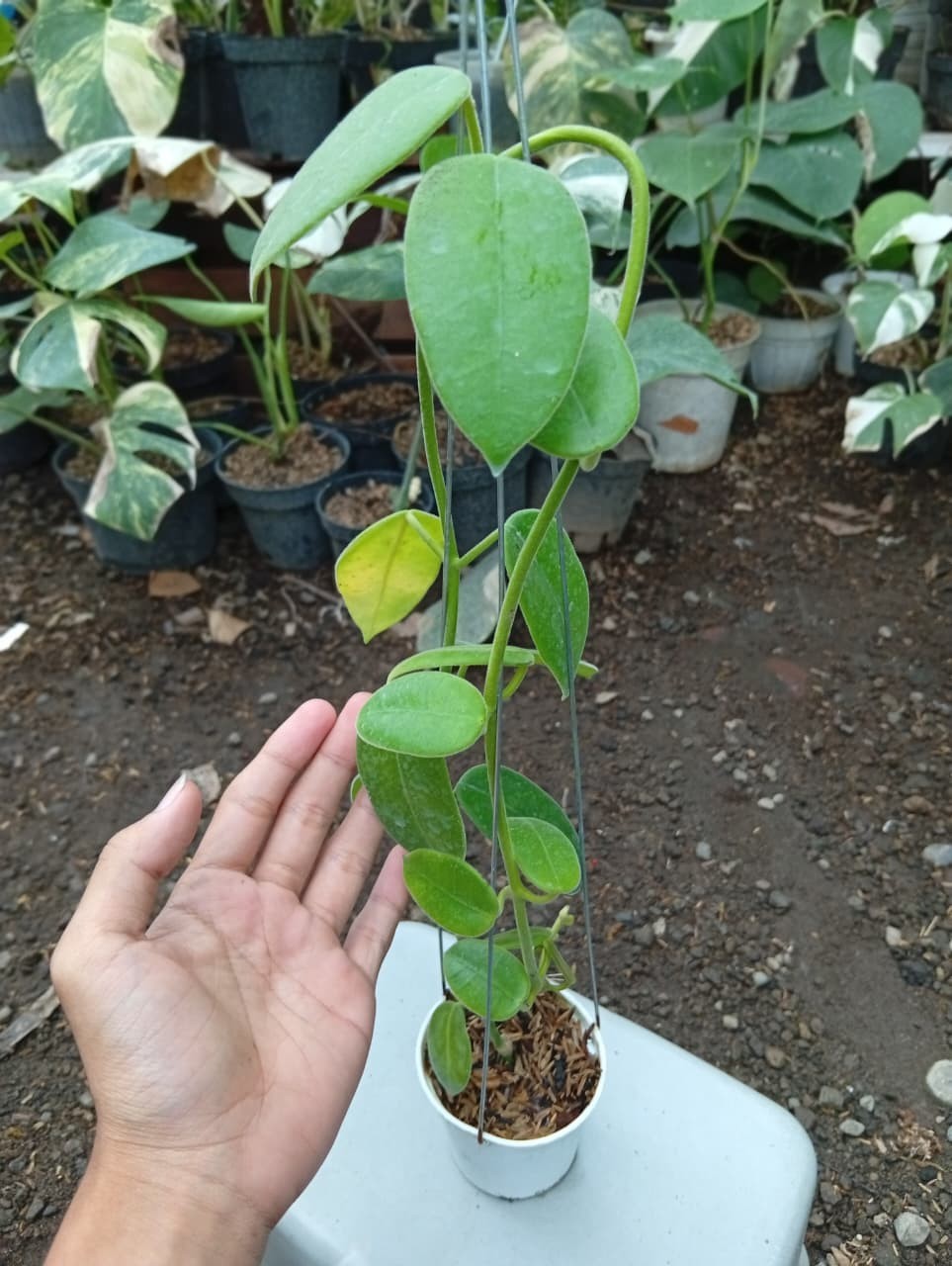 Real Picture Hoya Gigas Lush Leaves Rare Plant