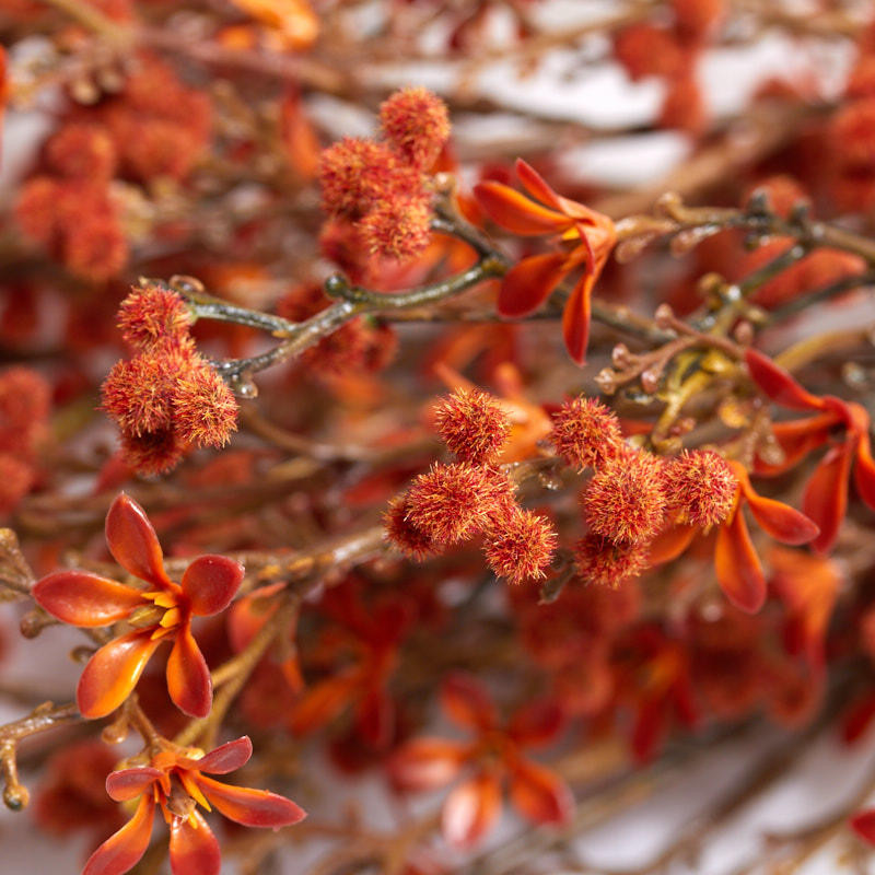 20″ Autumn Orange Artificial Starflower and Berry Bush