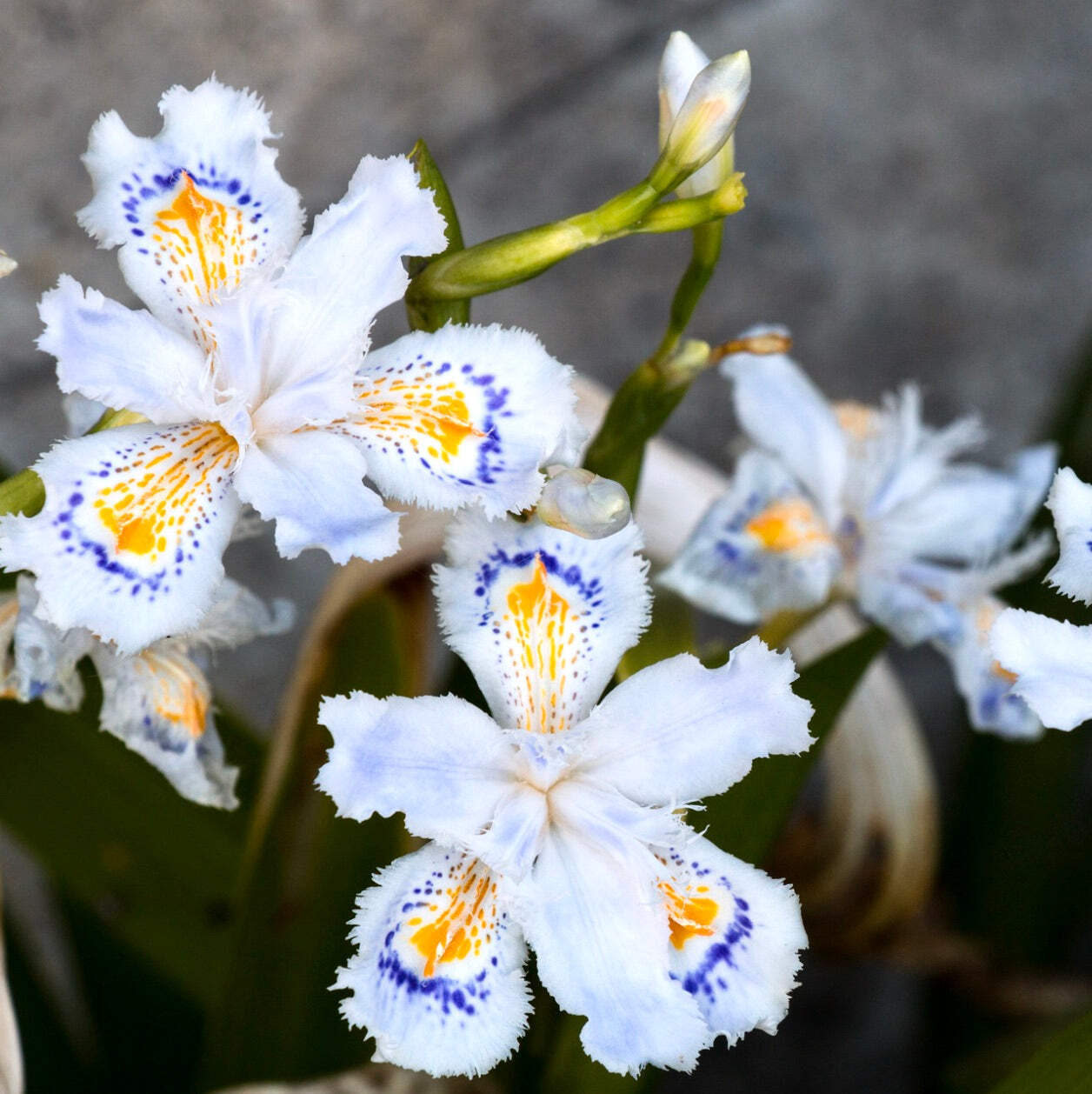 Iris japonica (2 rhizomes) – Fringed Iris | Japanese Iris | Shaky Iris | Butterf