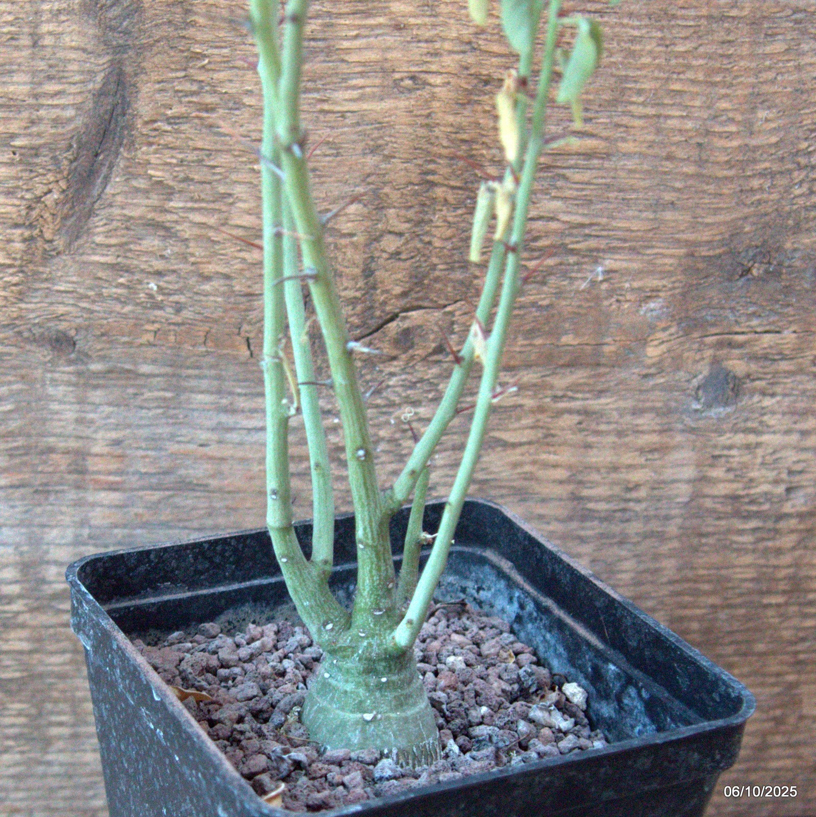 D6910 ADENIA SPINOSA pot10-H36-W5 cm MaMa Cactus