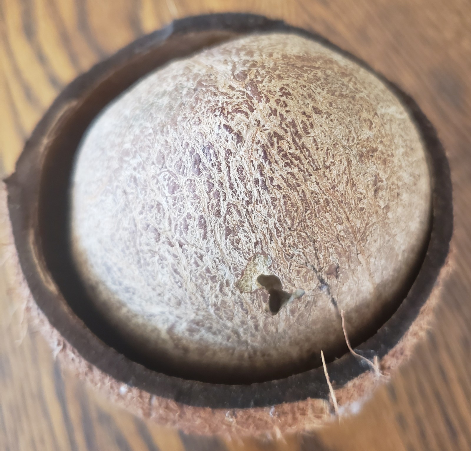 Unusual Natural Dried Coconut Shell Whole Husk Rustic Tiki Decor & Crafts