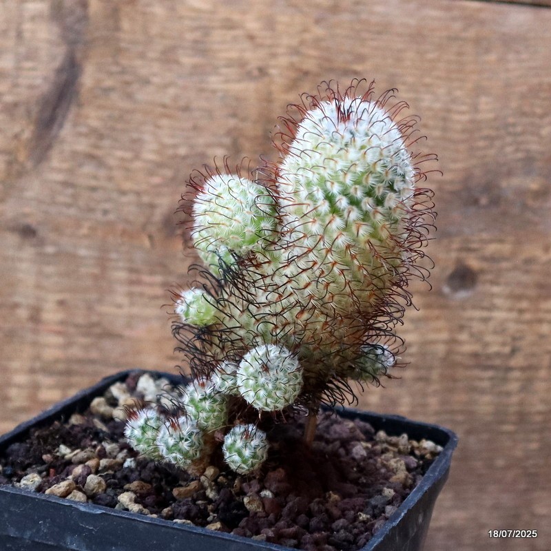 D5400 MAMMILLARIA PEREZDELAROSAE pot10-H12-W7 cm MaMa Cactus