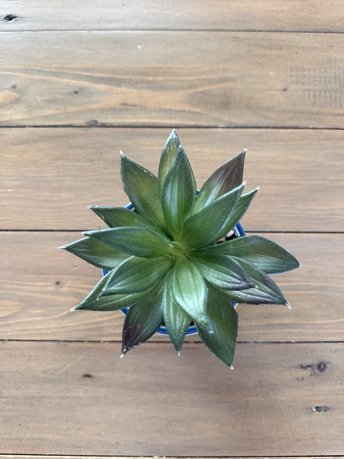 Authentic French 4 Inch Artificial Succulent Plant, Purchased in Nice France