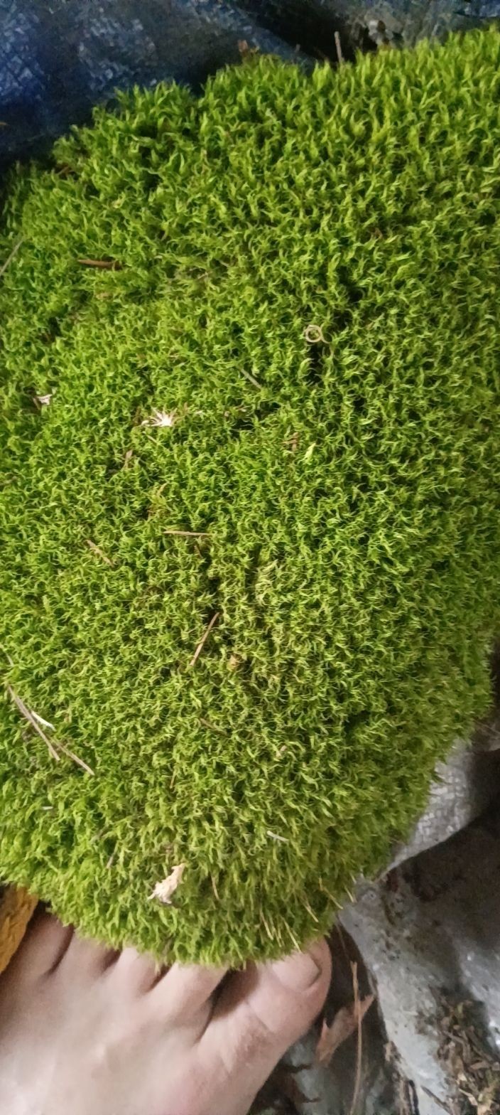 live Freshly harvested assorted mosses pincushion, mood, sheet