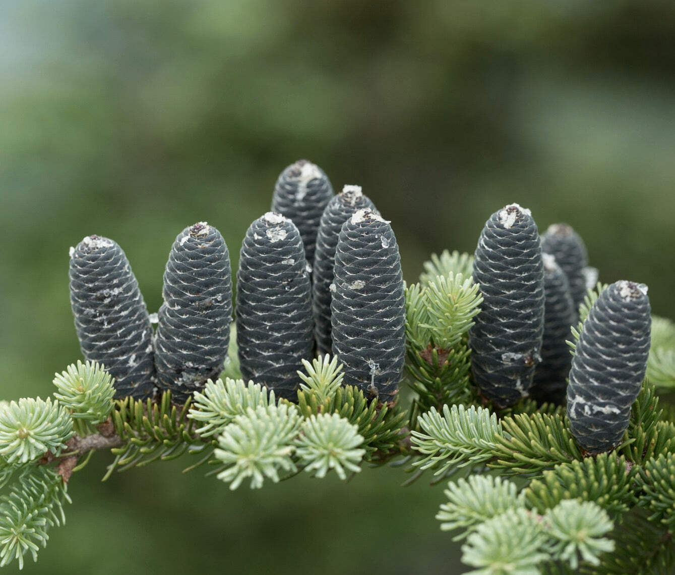 Abies balsamea 10-20cm | Balsam fir | Canadian balsam – Balsam Fir | Canada Bals
