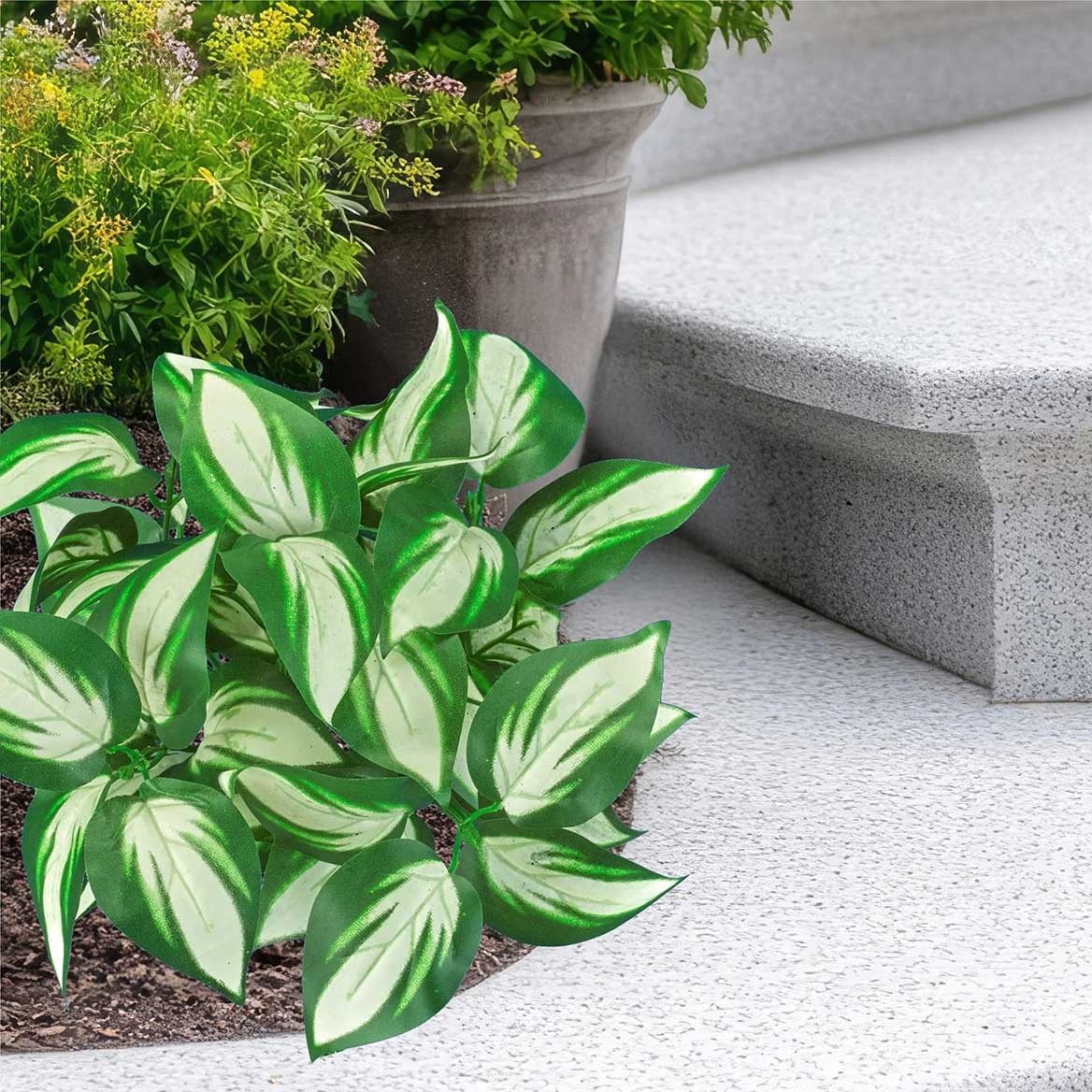 Set of 3 Hosta Bushes
