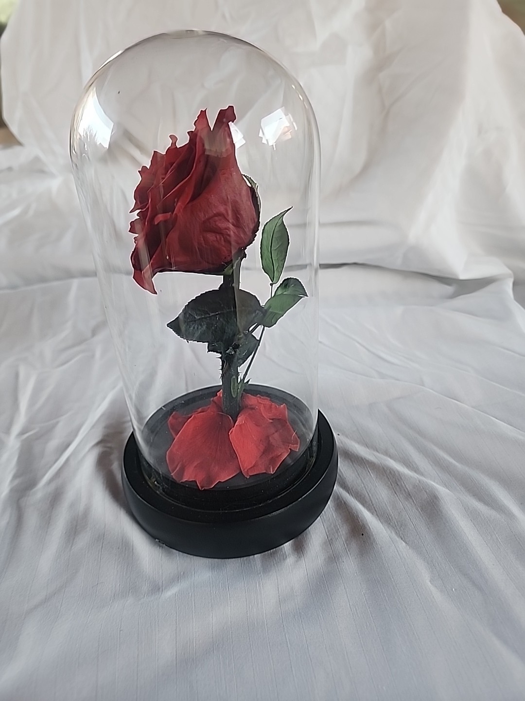 Single Red Rose Displayed In Glass Dome