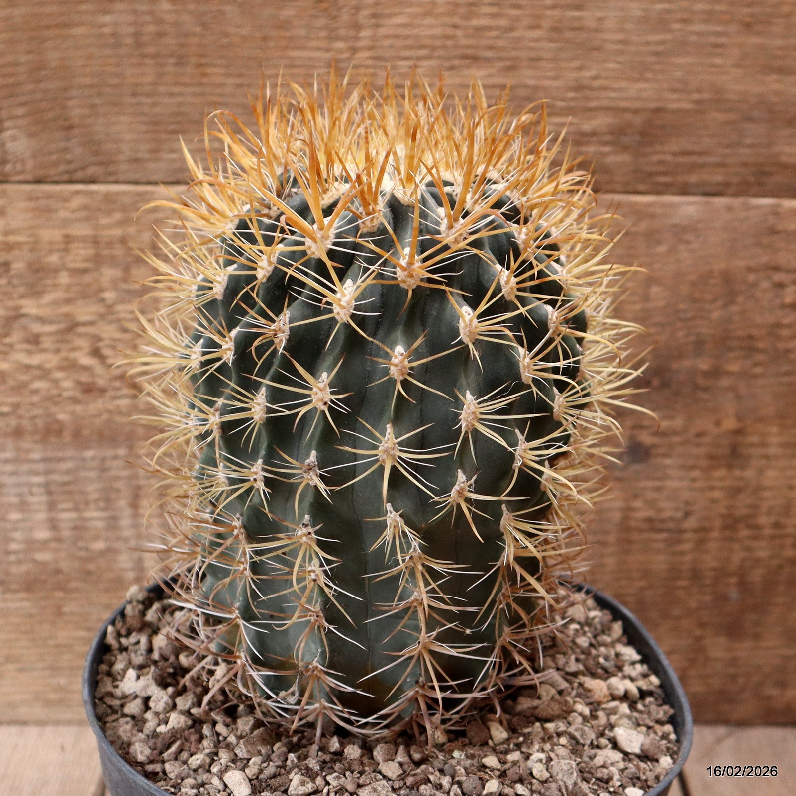 D7807 FEROCACTUS CHRYSACANTHUS pot18-H18-W11,5 cm MaMa Cactus