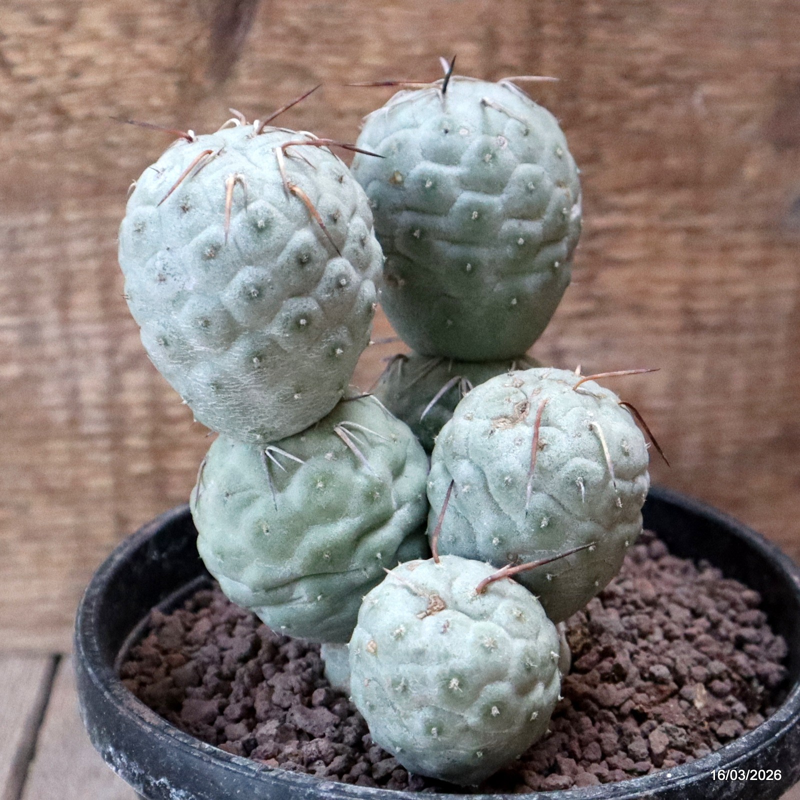 D8034 TEPHROCACTUS GEOMETRICUS 7 BALLS pot14-H14-W11 cm MaMa Cactus