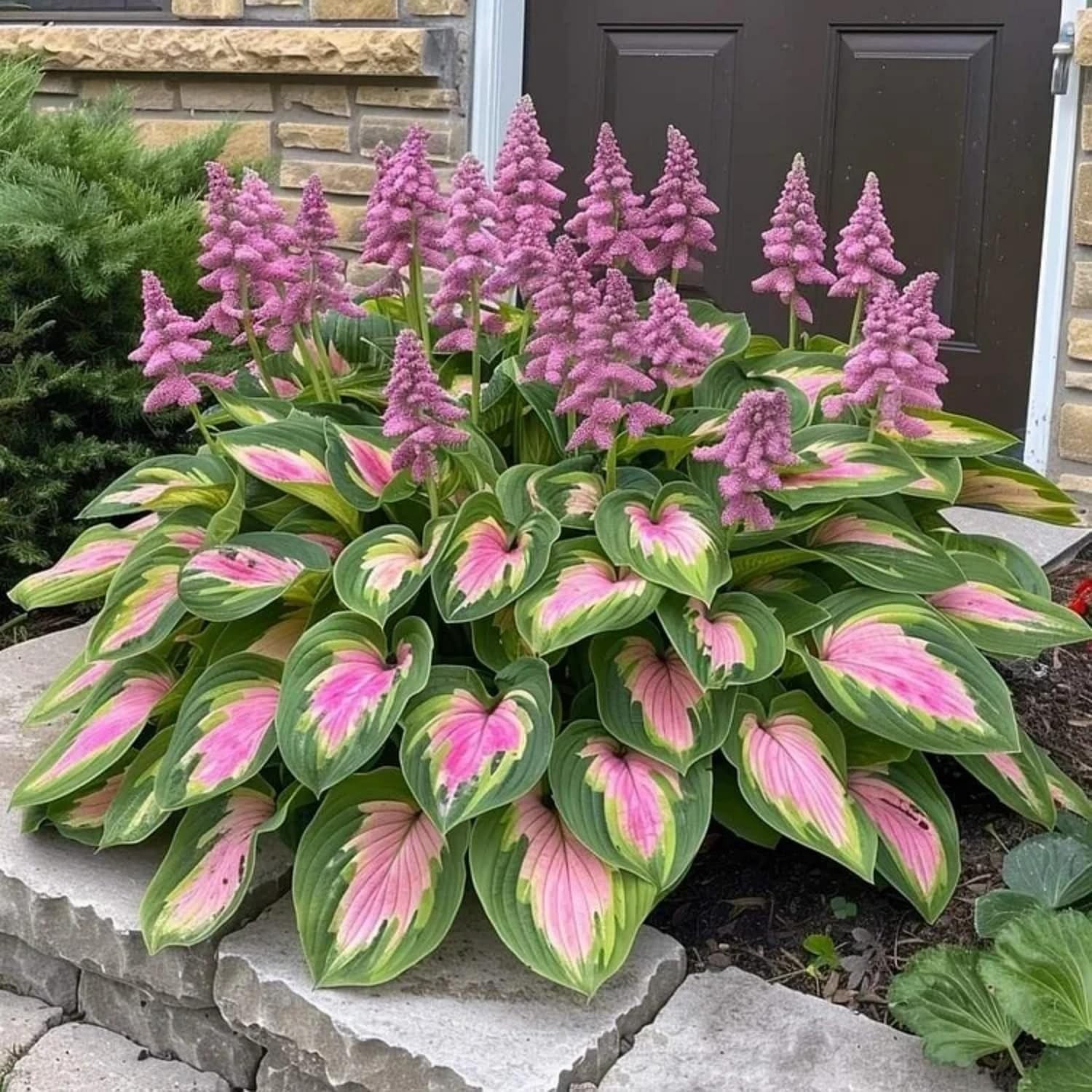 Hosta Shade Garden Seeds 210pcs– Decorative Foliage Plants – Ideal for Gifts
