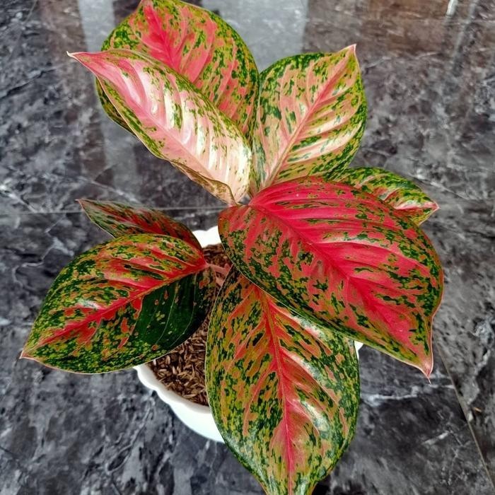 Aglaonema Yohana – Red Patterned Foliage Live Plant Grow in Pot