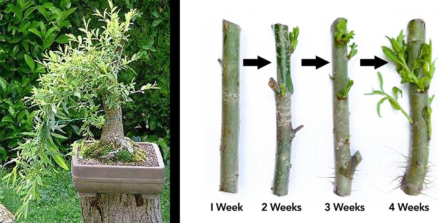 Black Willow Tree Bonsai! Exotic Cutting Starter with instructions!