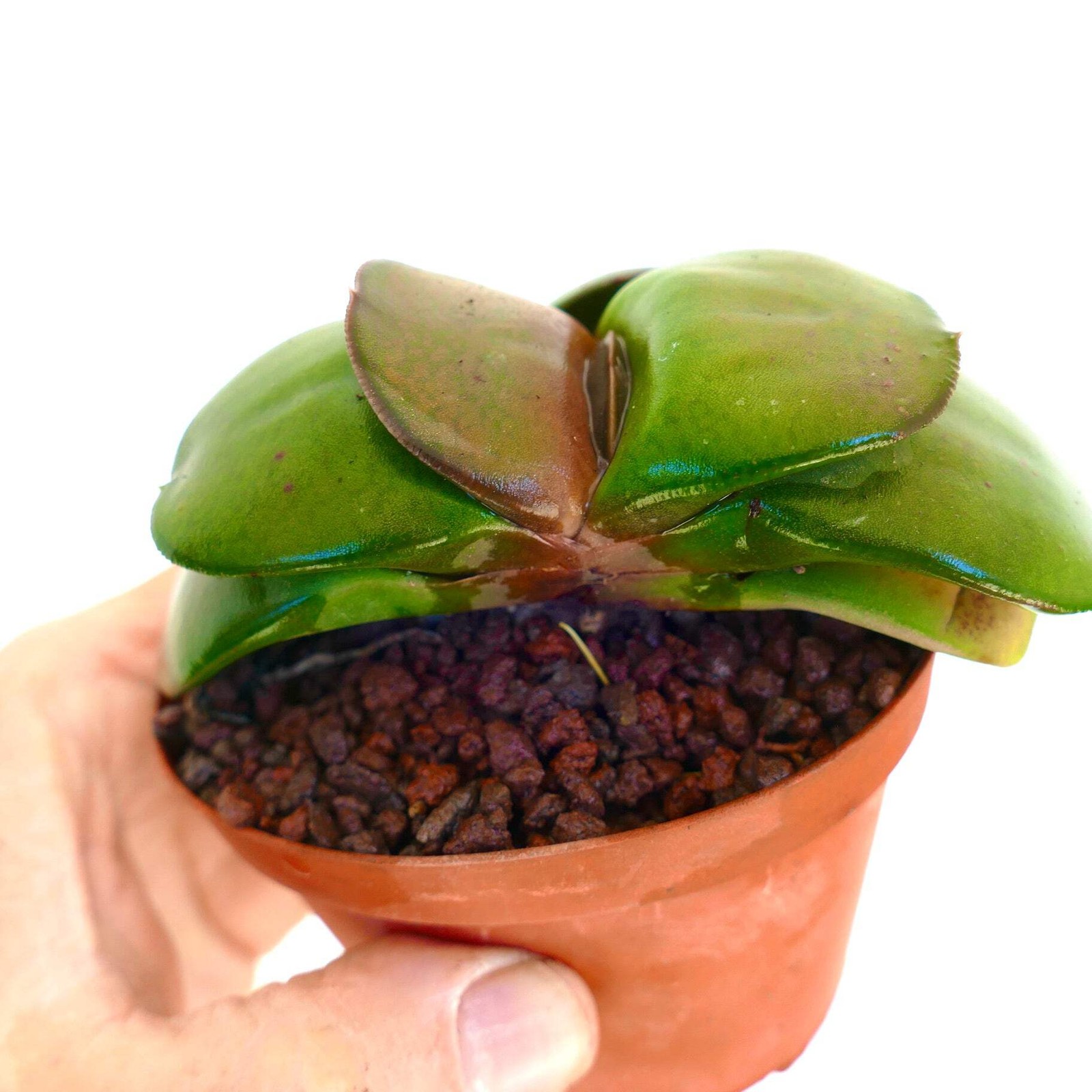 Gasteria pillansii cv 滑らか肌 TWO PLANTS – Namaqua gasteria | Pillans’ gasteria