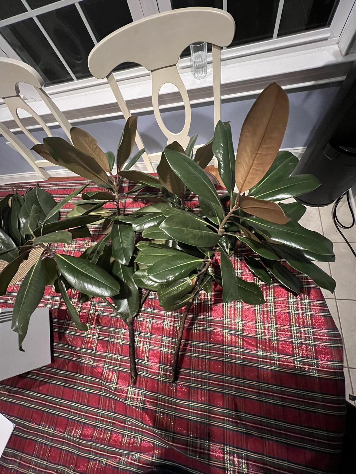 Fresh picked Magnolia Tree Branch Large Size. Approximately 20-30 Leaves