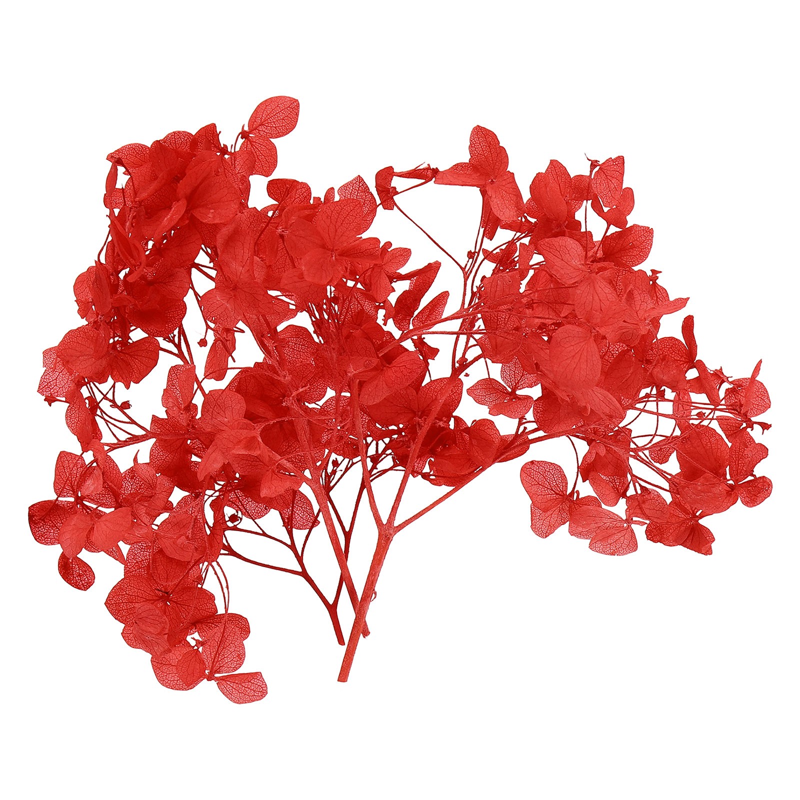 10g Mini Dried Hydrangea Flower Natural Pressed Flower Real Hydrangeas Red