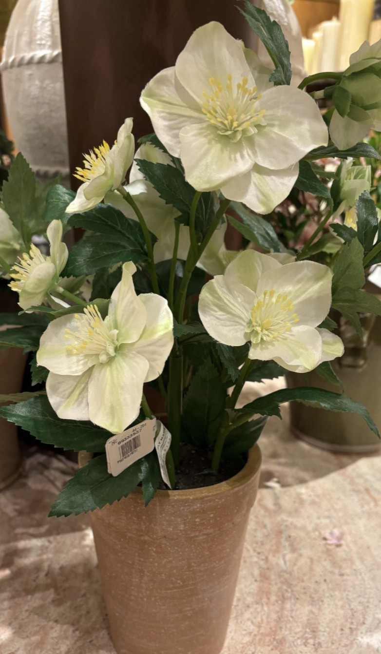 NEW Pottery Barn Faux White Hellebore Floral Flowers Terra Cotta Potted Plant