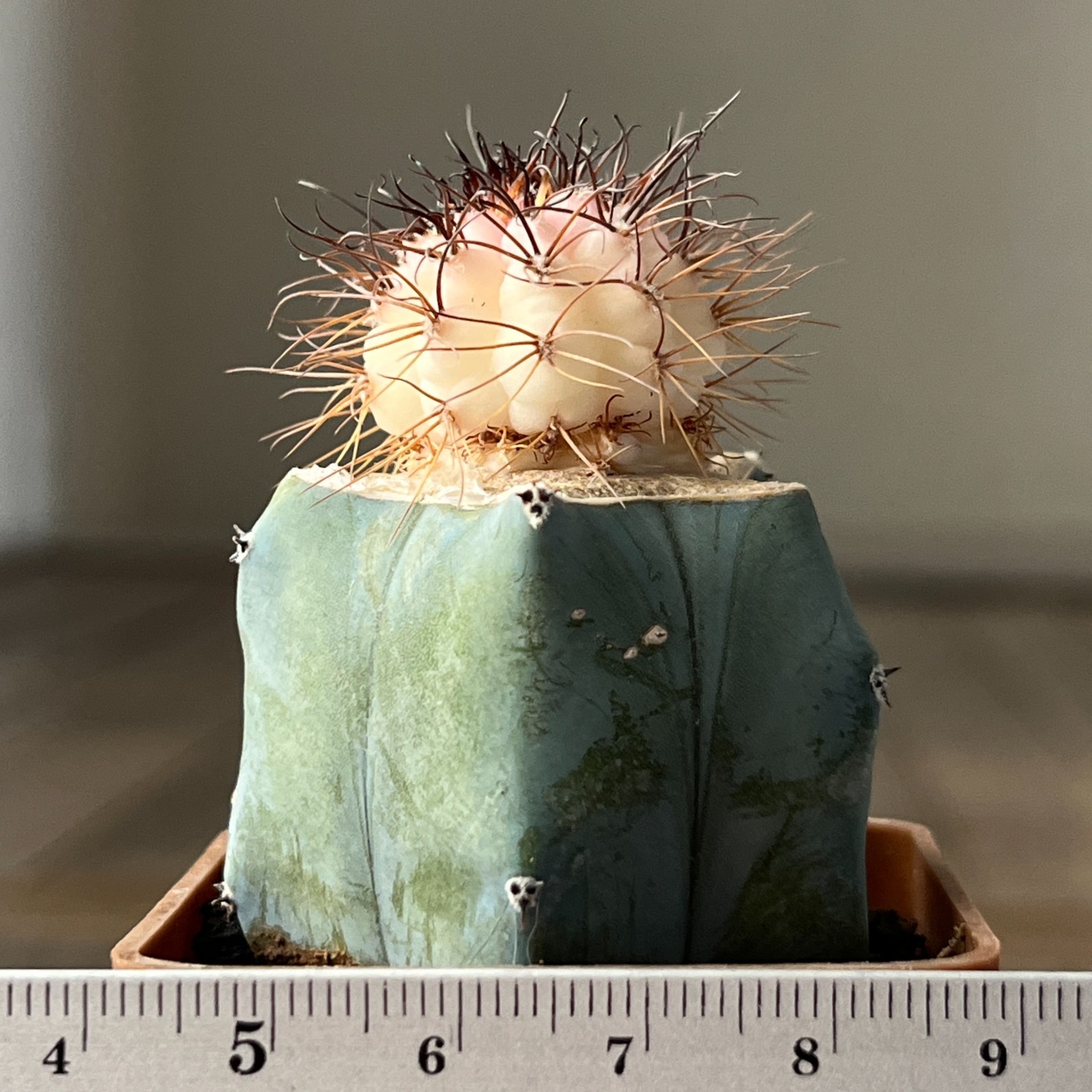 A30-252 Lobivia Haematantha f. variegata, grafted