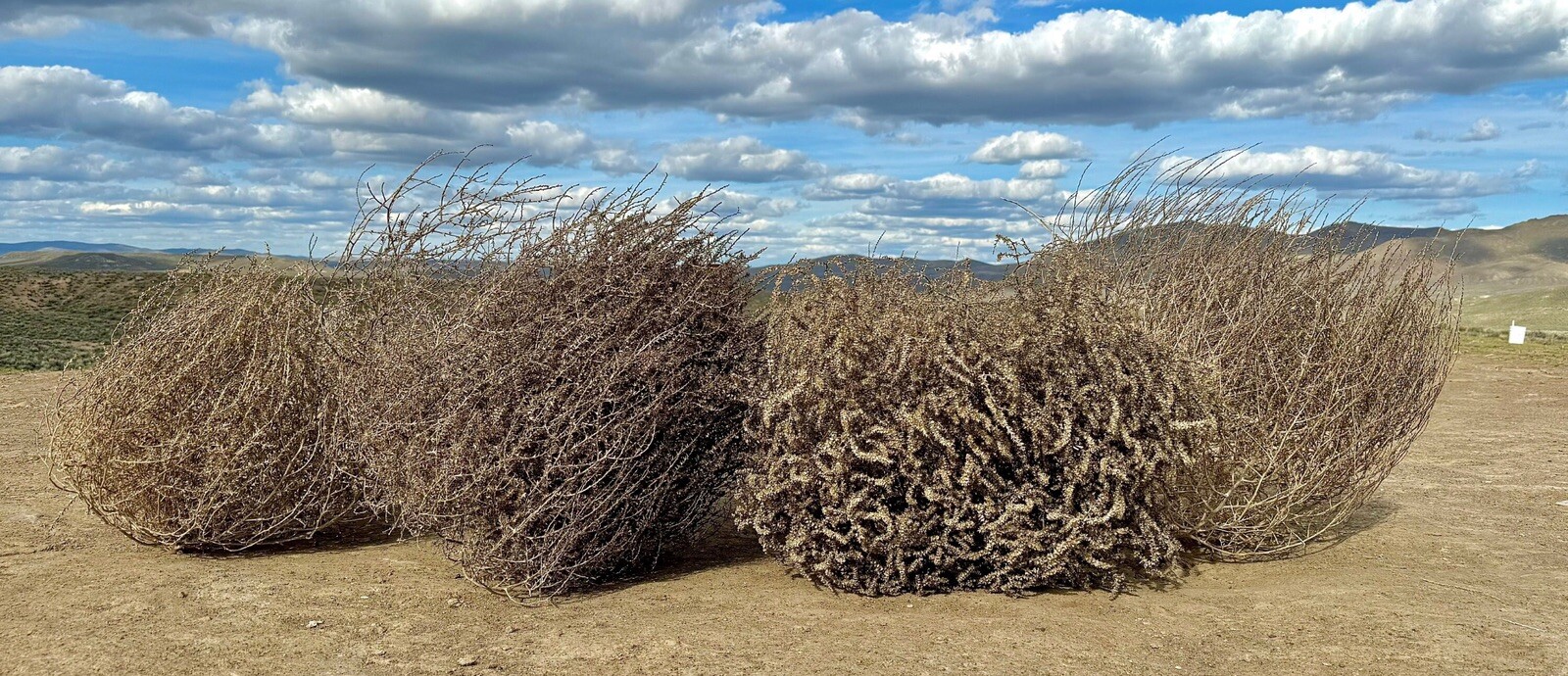 Tumbleweeds !! Best & FULL!! XL Size! 2ft+ Huge Natural Western Decor Nevada USA