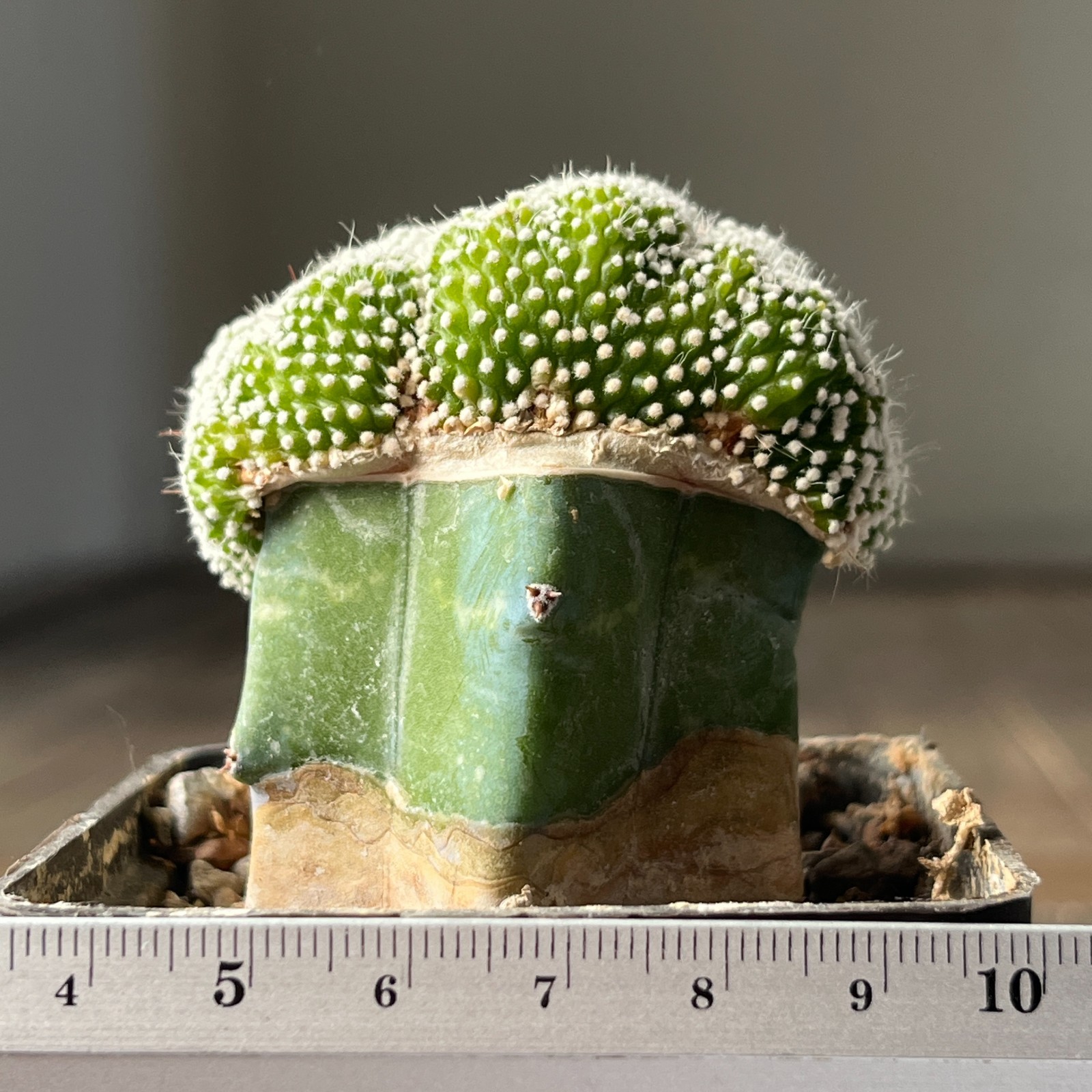 A30-174 Nototcactus scopa f. brevispina – cristata (grafted to myrtillocactus)