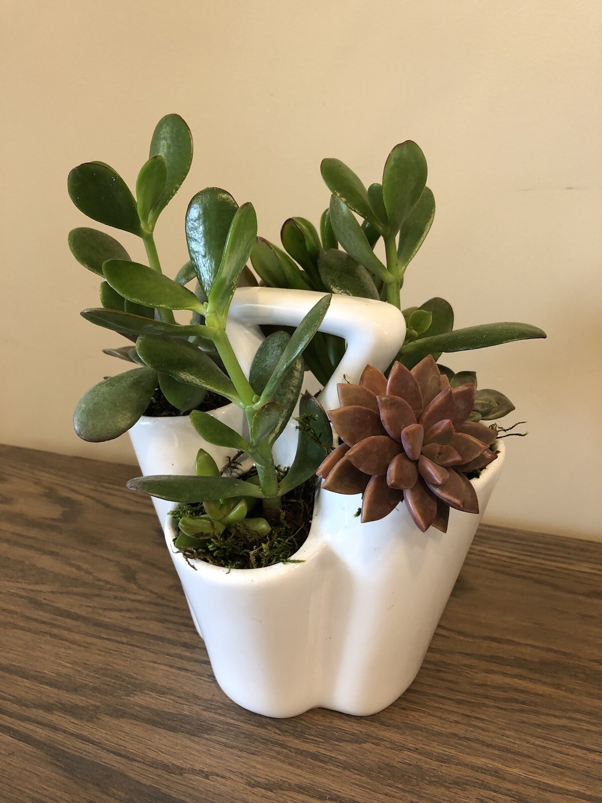 Live Potted Succulent Arrangement in Ceramic Tote Planter