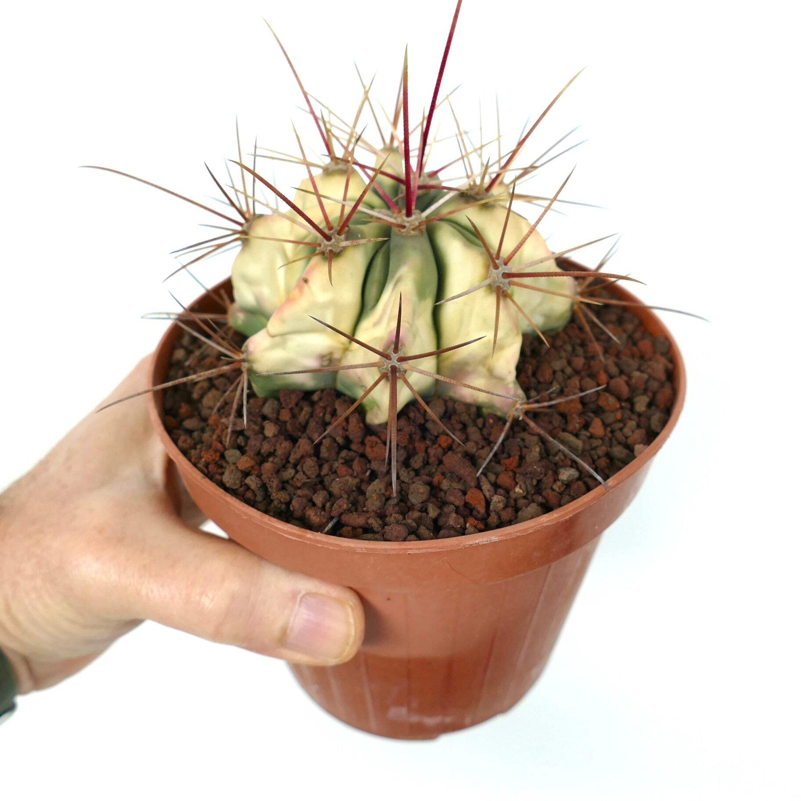 Ferocactus longispinus VARIEGATED – Long-Spined Barrel Cactus | Long-Spined Fire