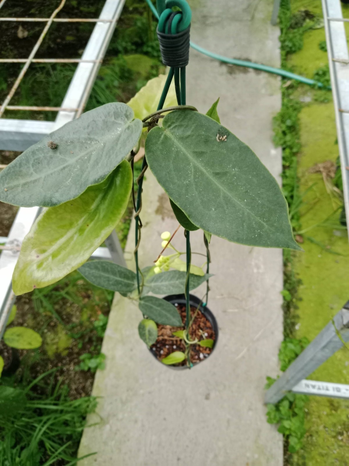 Hoya inflata Sp Papua Rare Variegated, Real Picture, Aroid Houseplant