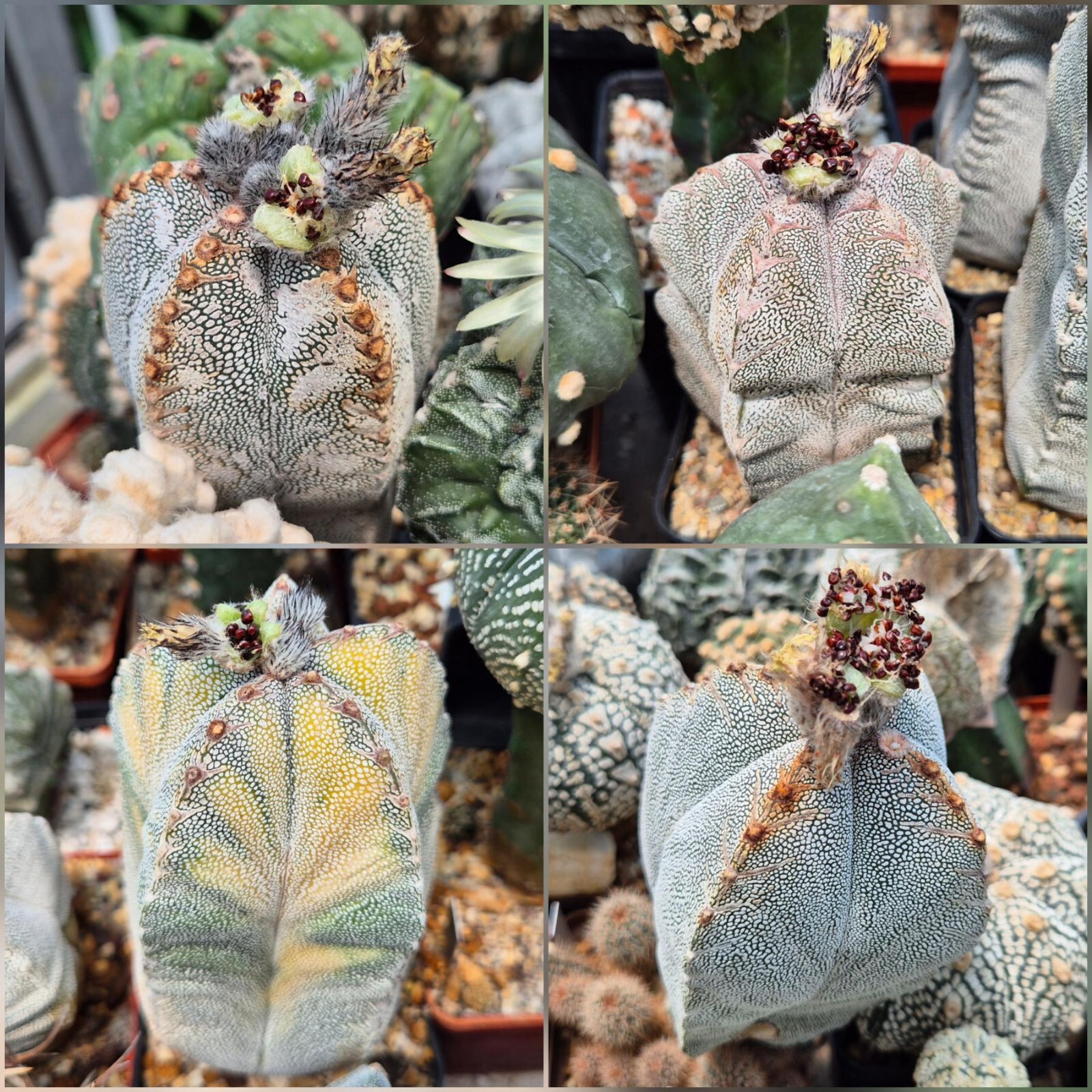 Astrophytum myriostigma ‘Onzuka’ mix 10seeds 2025 year
