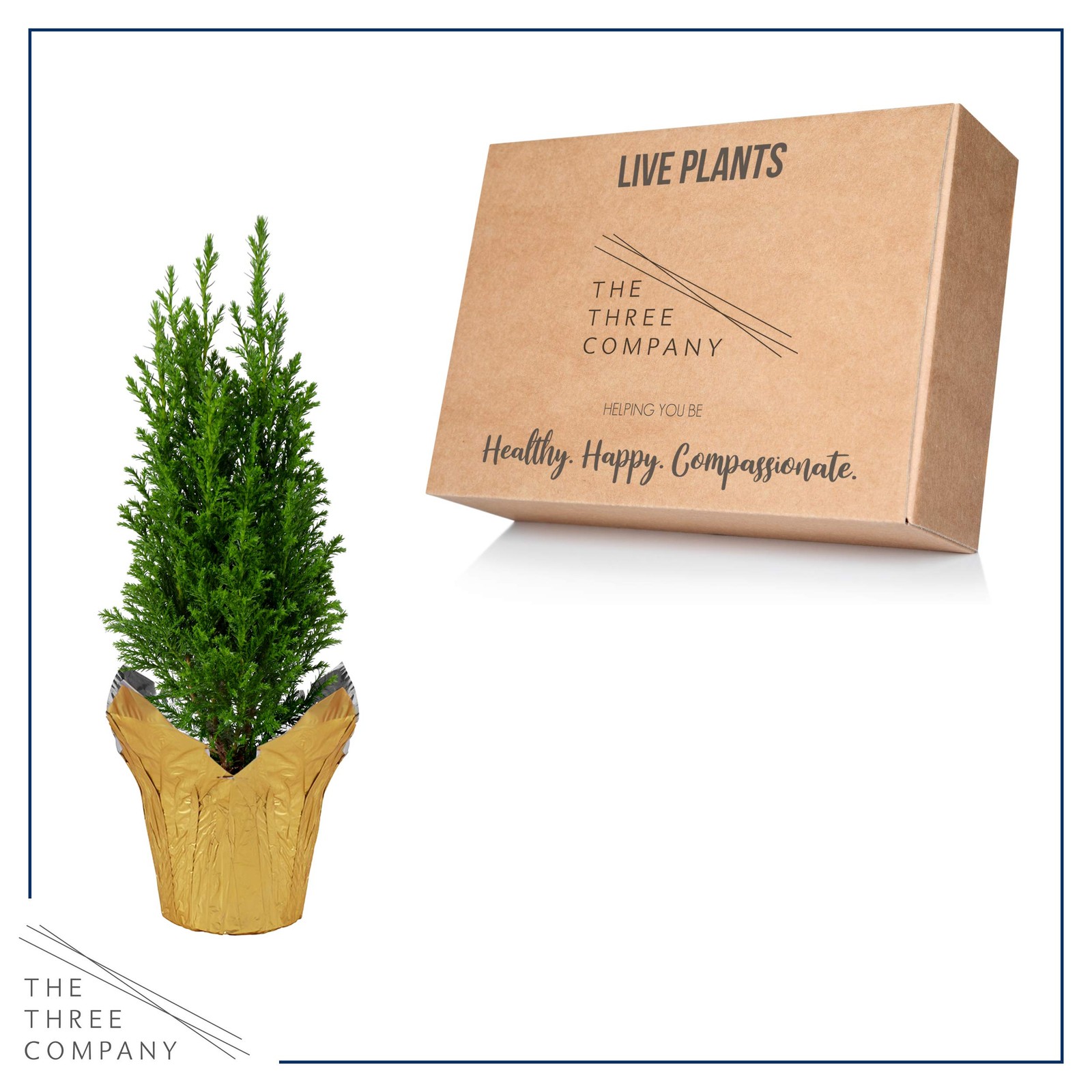 Live Dark Green Cypress Tree – Tabletop Decoration – 12″ Tall by 5″ Wide in D…