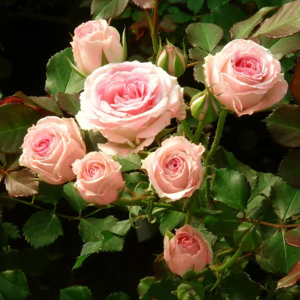 4 In. Cupcake Mini Rose with Pink Flowers (16-Pack)