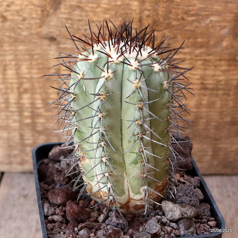 D4808 COPIAPOA MAGNIFICA KK1393 pot10-H11-W6,5 cm MaMa Cactus
