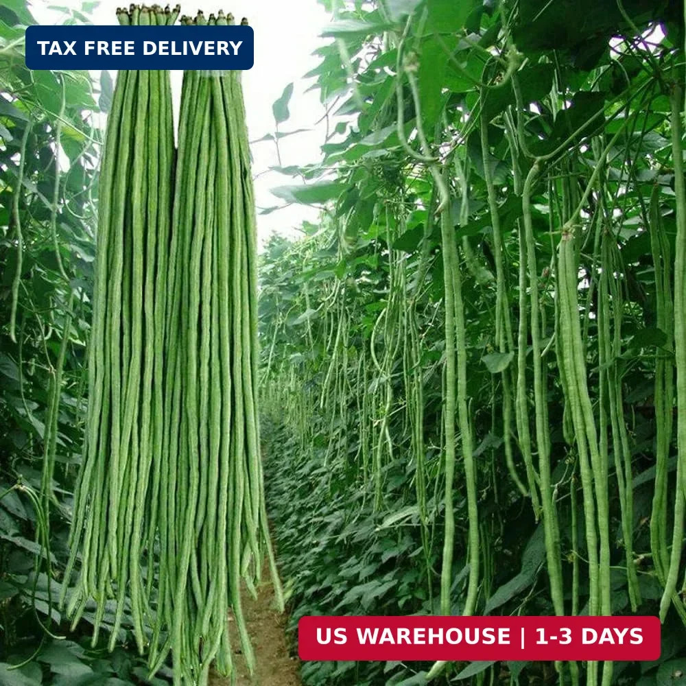 30+ Yard Long Bean Seeds Asian Vegetable Long Bean String Beans Productive USA