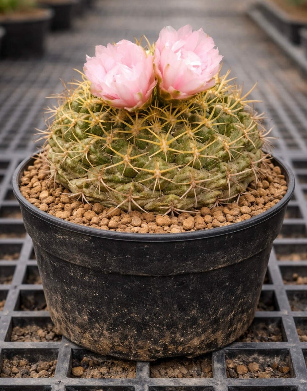 Thelocactus kvetae SEEDS – Rare Cactus SEEDS