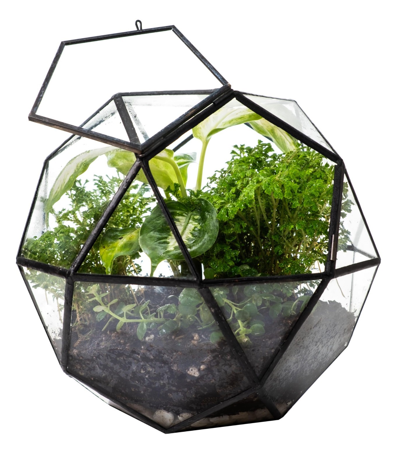 Clear Glass Terrarium with Door – Sphere Design Planter for Moss & Indoor Plants