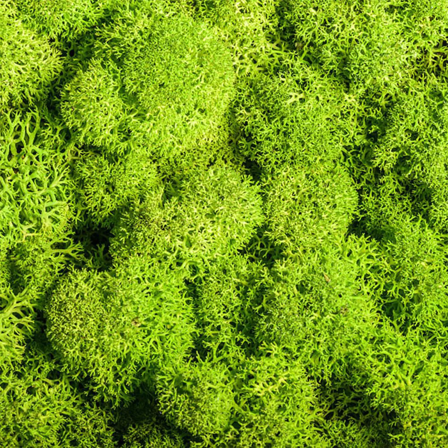 20g/200g Natural Green Colored Moss Simulation Plants Eternal Life Moss Garden H