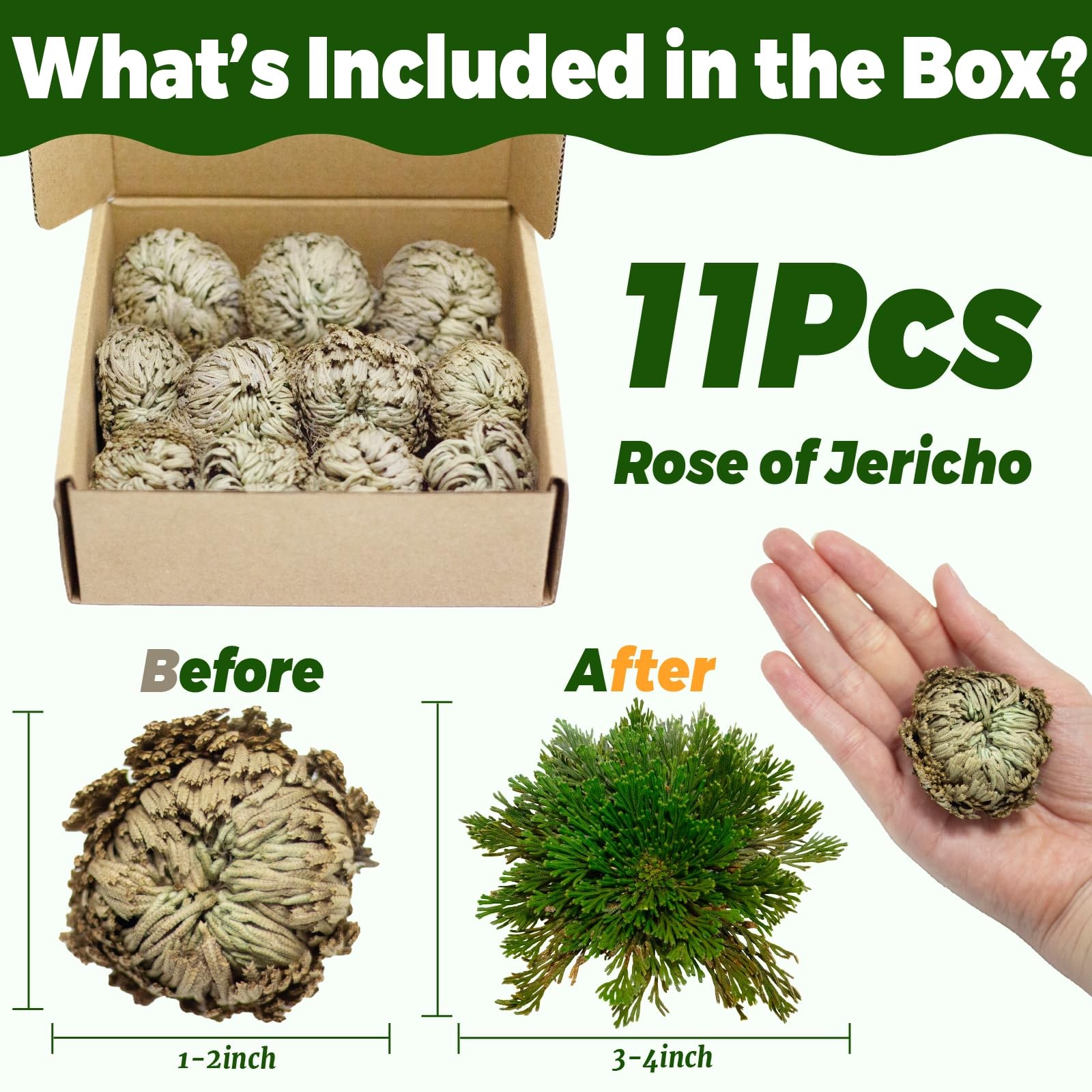 11 Pack Rose of Jericho Resurrection Plants, 1–2 Inch Rosa de Jerico Original…
