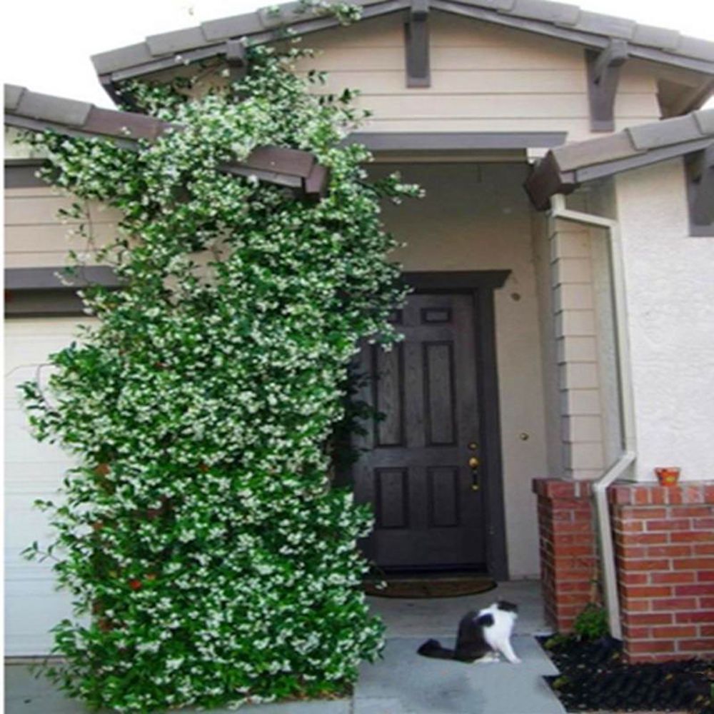 (10) JASMINE SEEDS rare exotic fragrant flower vine garden USA SELLER W/TRACK