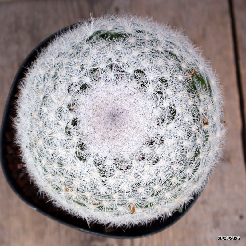 D4366 MAMMILLARIA CANDIDA pot14-H10-W13 cm MaMa Cactus