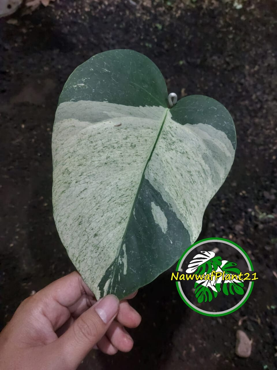 Monstera Jungle Mint Variegated One Leaf Real Picture