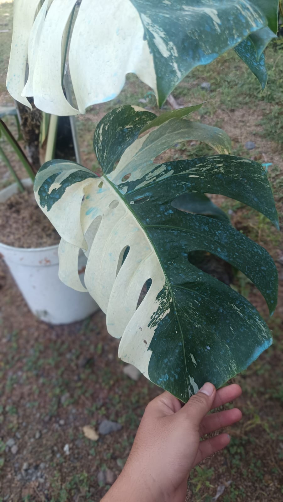 Real Picture Monstera Albo Halfmoon Variegated 5 Leaves Mature Size