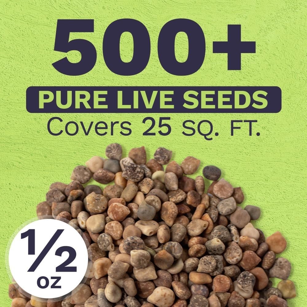 Texas Bluebonnet Wildflower Seeds – 1/2 Ounce Bulk Packet, 500+ Seeds