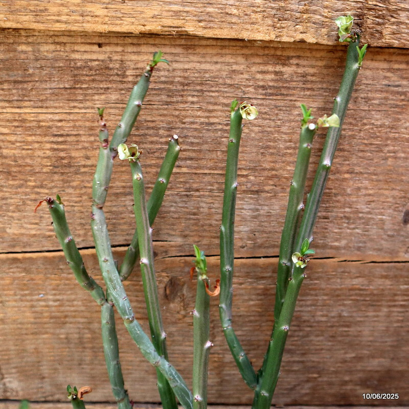 D4562 EUPHORBIA ANTISYPHILITICA pot12-H36-W21 cm MaMa Cactus